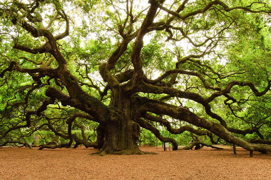 Oak tree lover - Old oak tree - Wise mystical tree - Oak Tree Lover - Pin